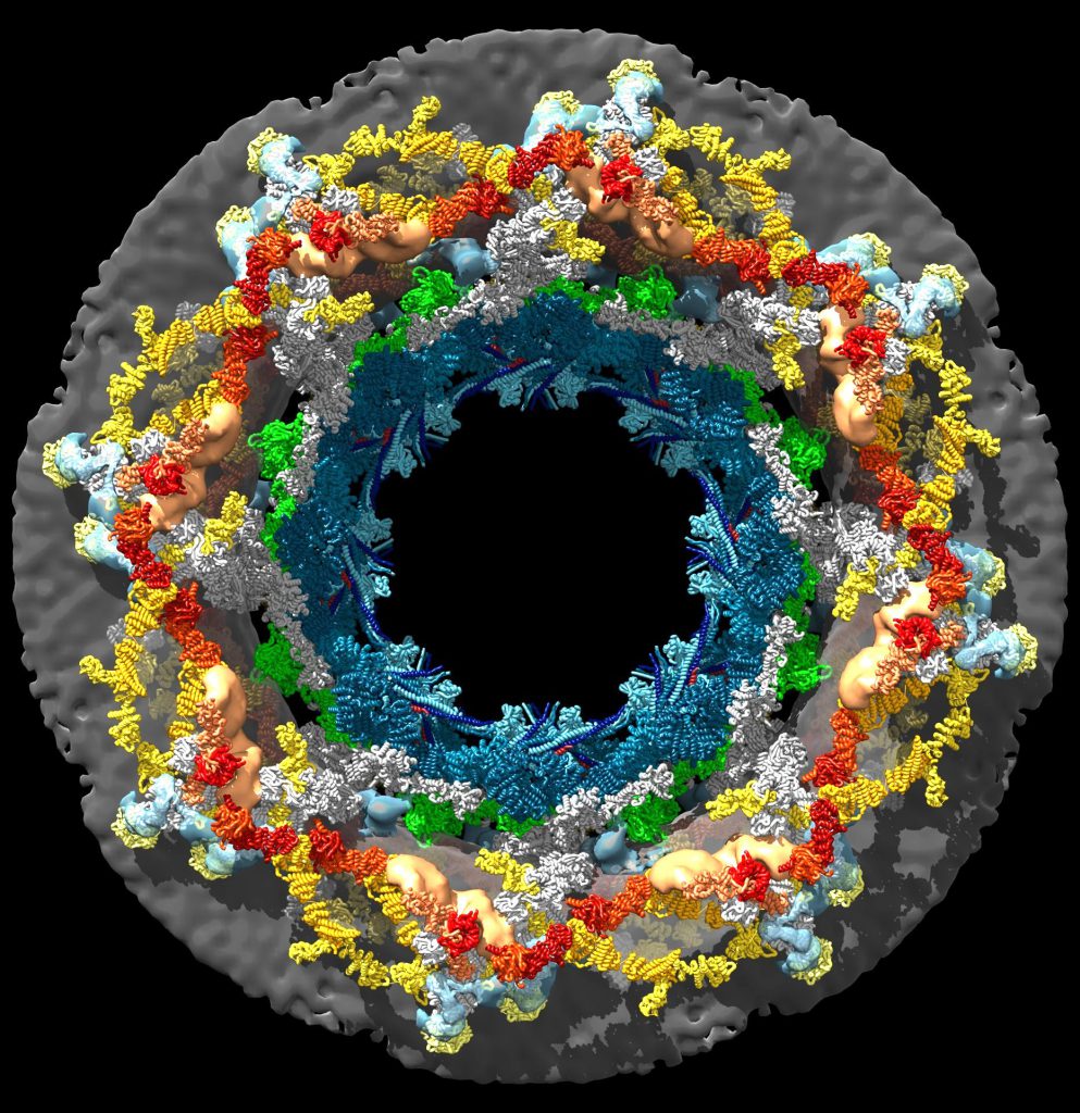 Nuclear Pore Complex | Sguenther.eu