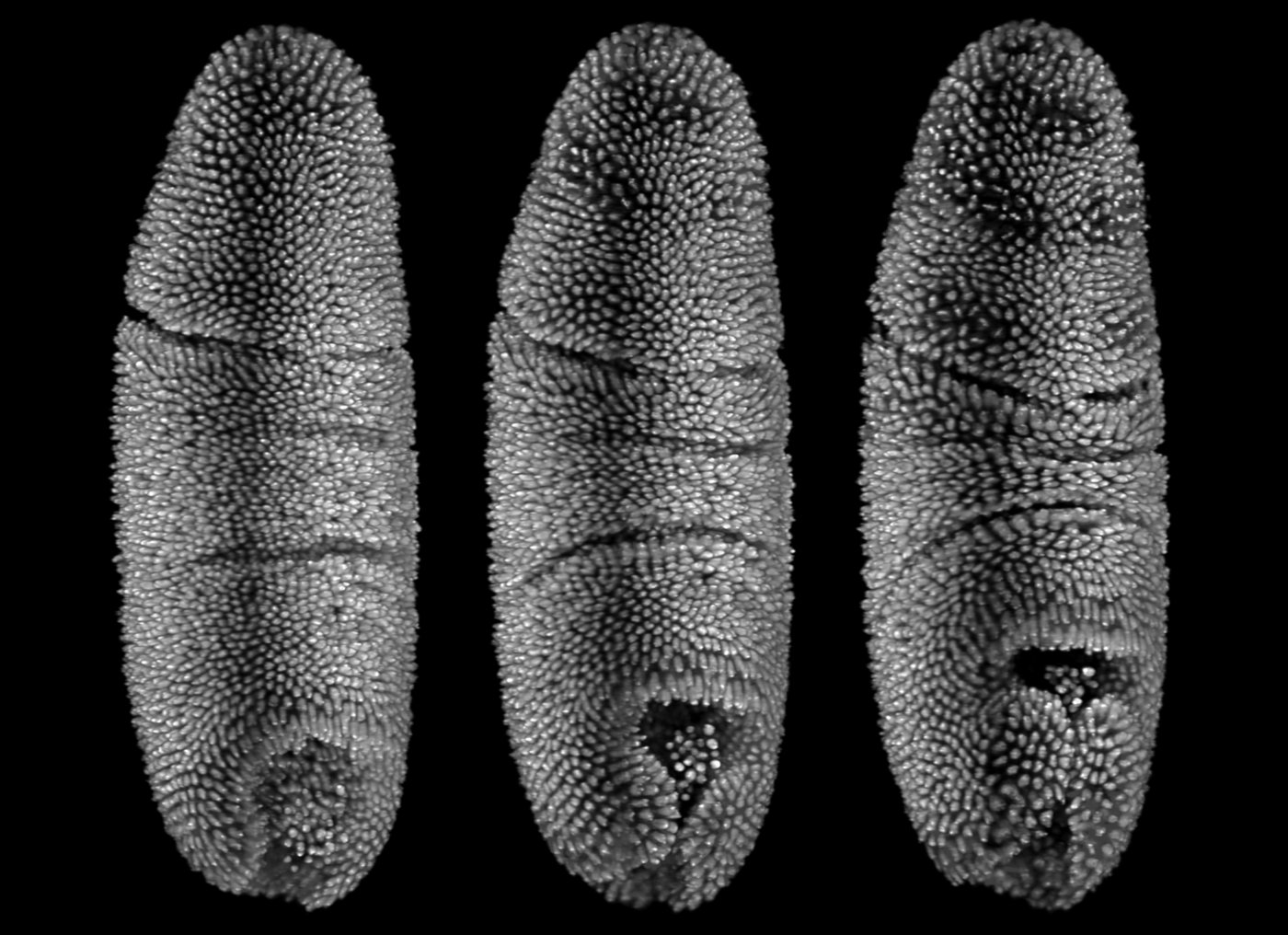 Fruit fly embryonic development
