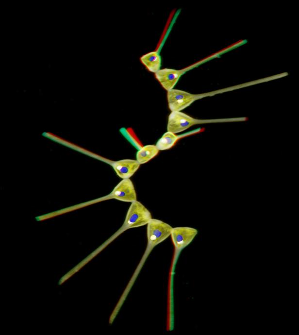 Asterionellopsis sp