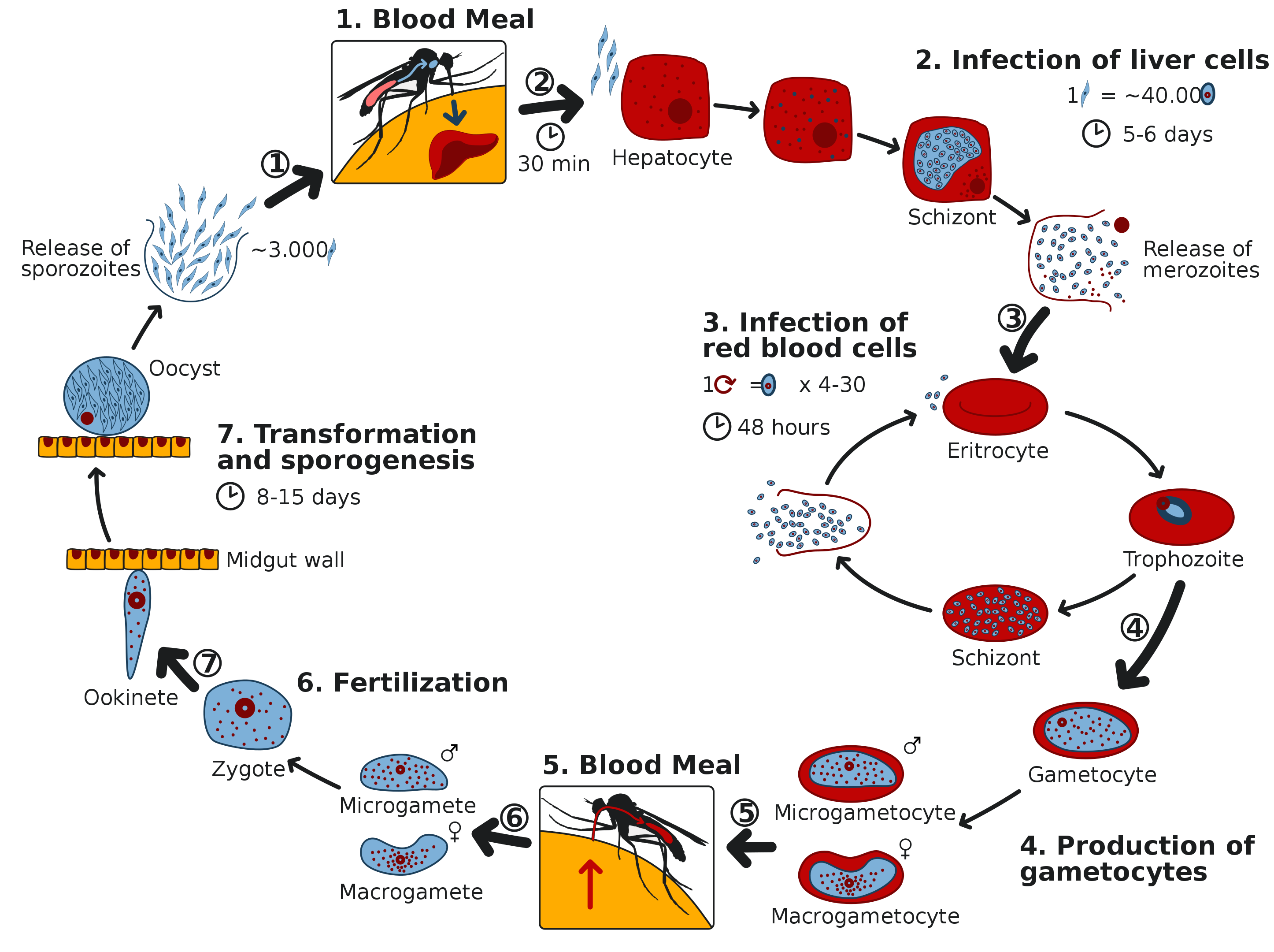 Life Cycle Of A Parasite