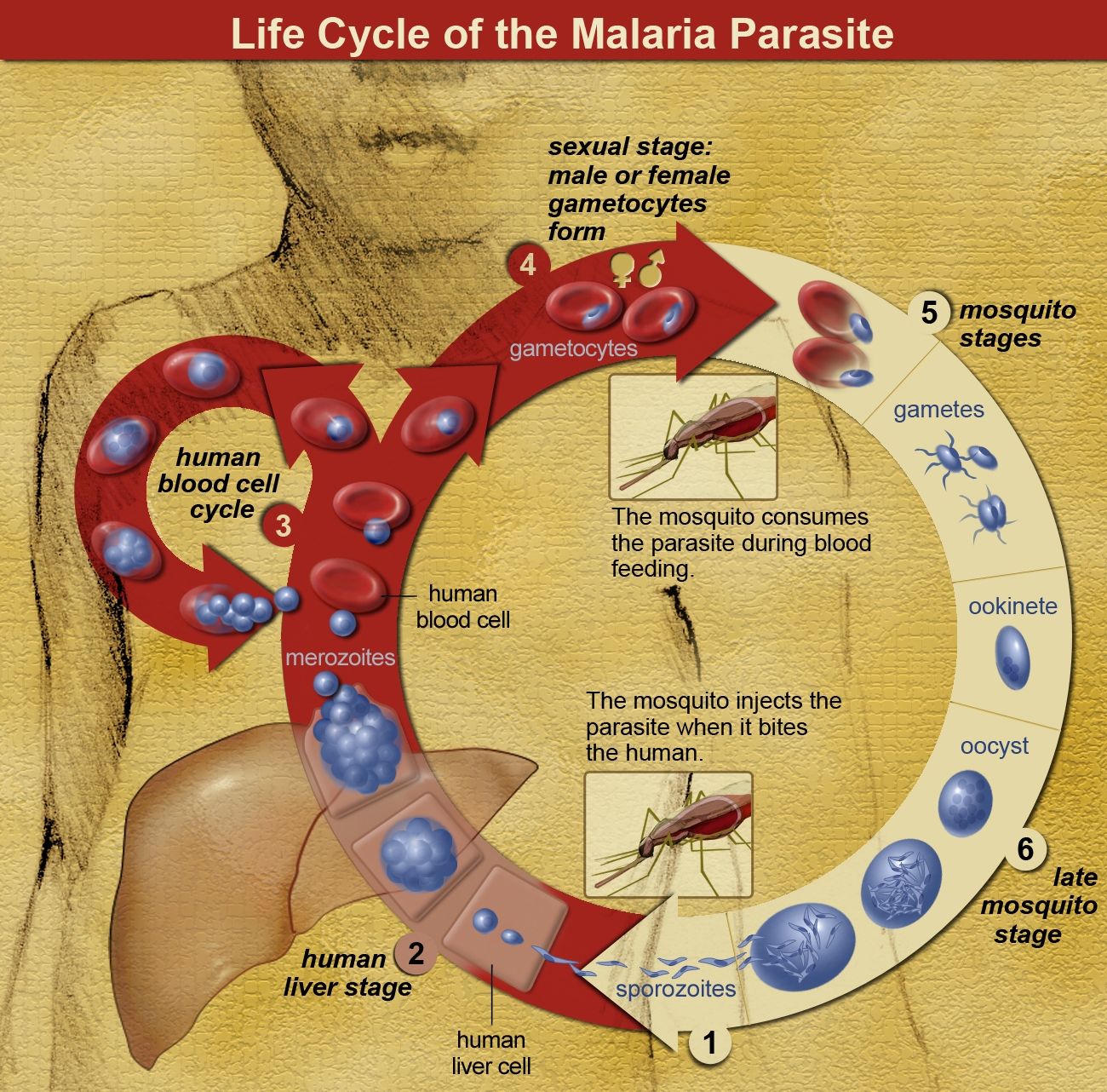 Malaria parasite life cycle